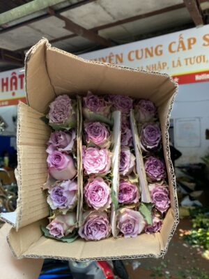 Hoa hồng Ohara tím