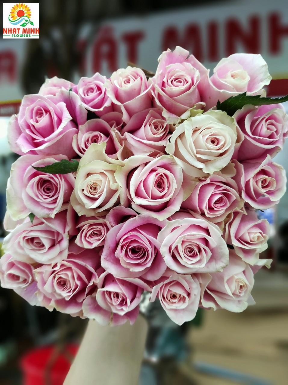 Hoa Hồng trà Đà Lạt