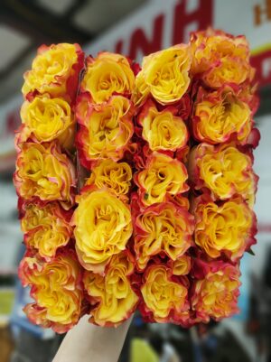 Hoa Hồng vàng nữ thần