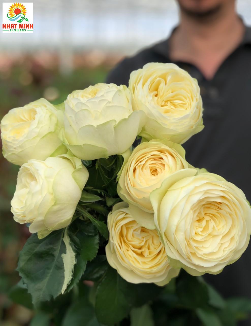 pure blonde pure blonde