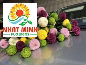 Hoa Đà Lạt Hasfarm