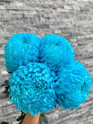 cúc mẫu đơn xanh