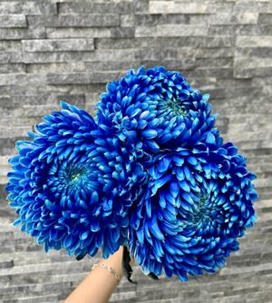 mẫu đơn xanh dương đậm