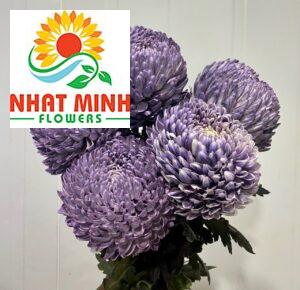 cúc mẫu đơn ghi