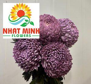 cúc mẫu đơn tím ruốc