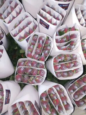 hoa hồng đỏ lưới