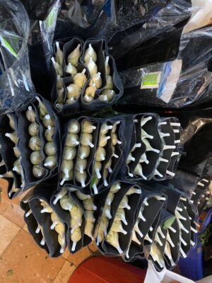 Hoa hồng trắng lưới