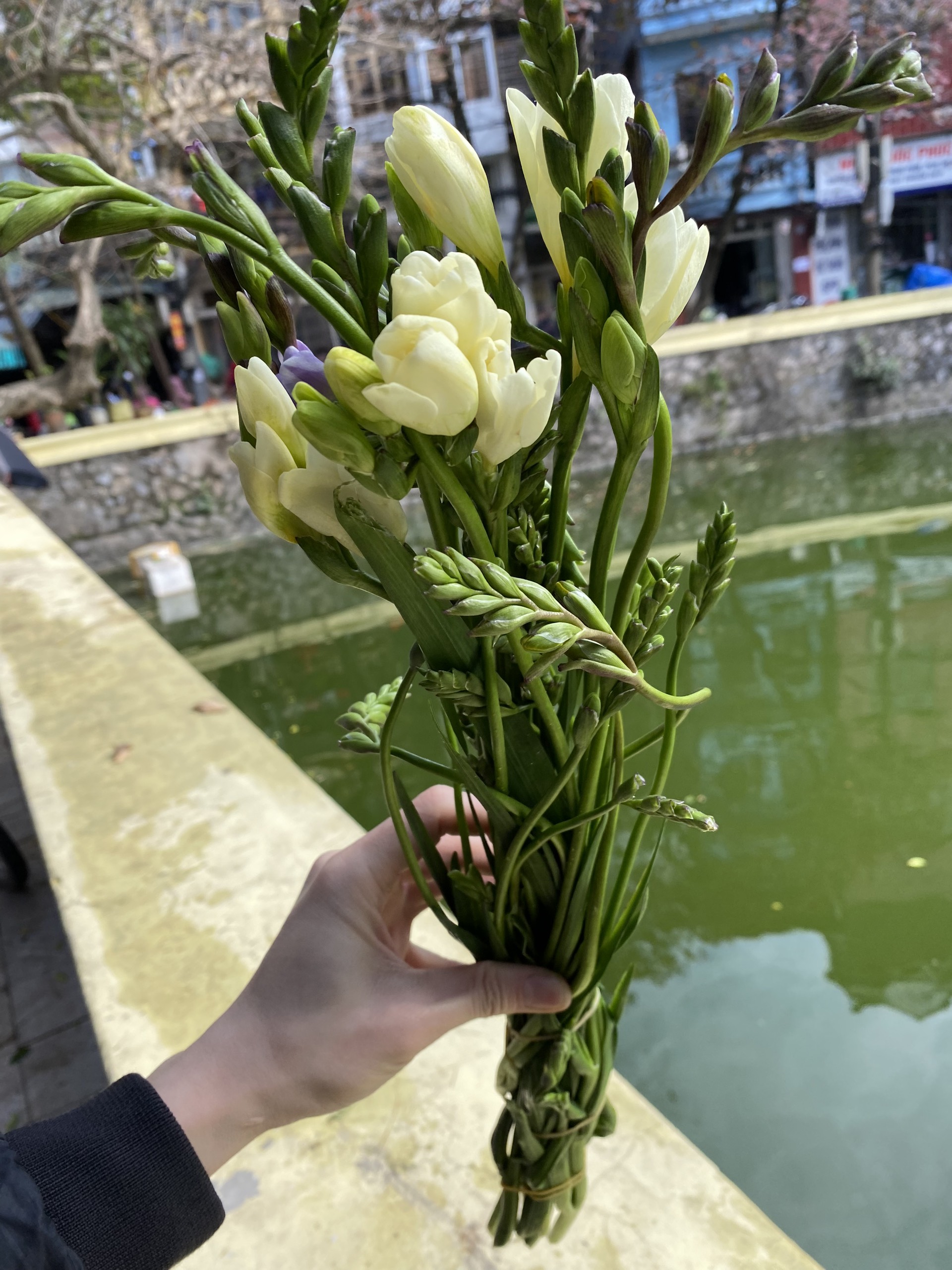 hoa lan tiên hoa lan tiên