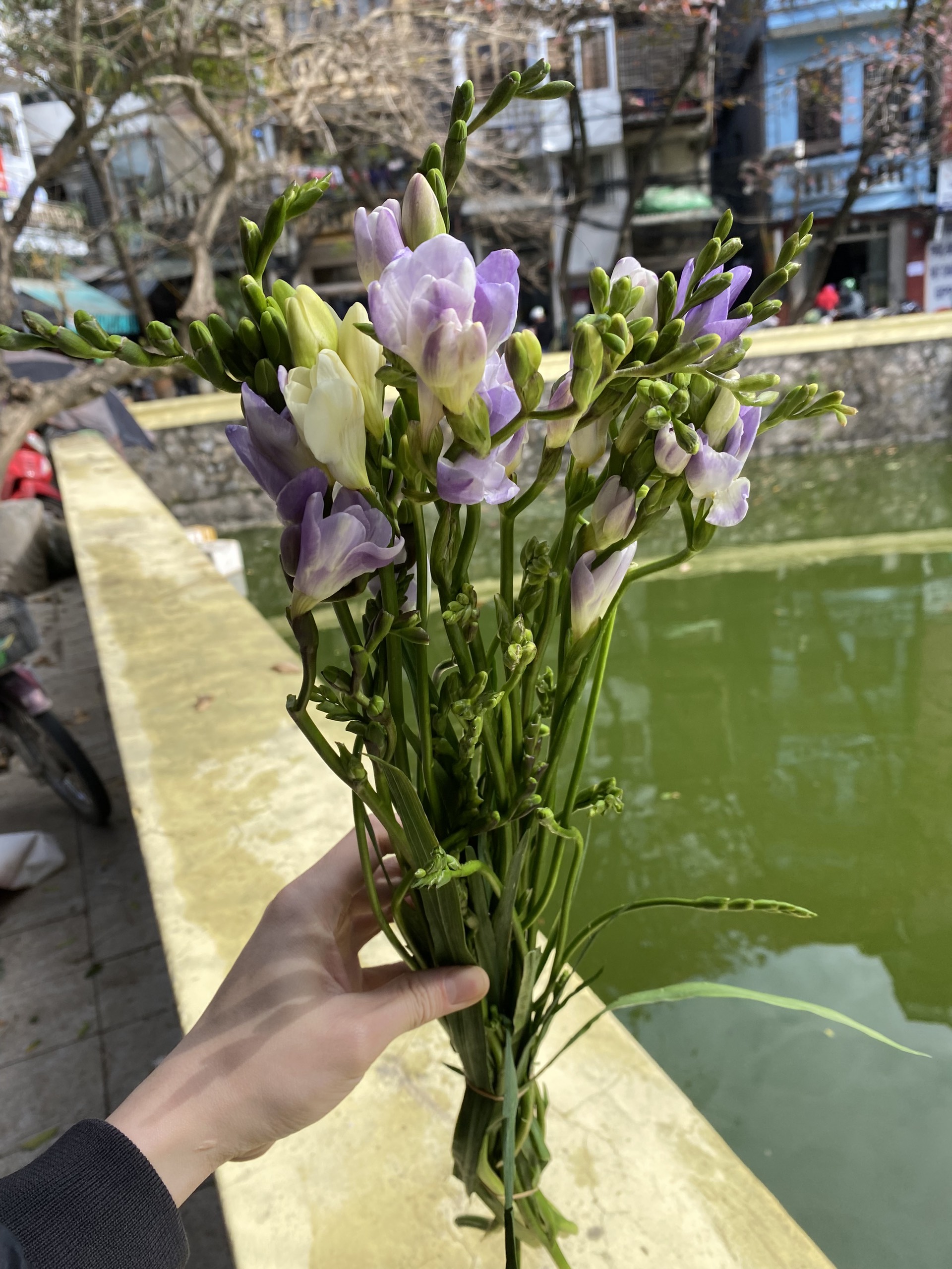 hoa lan tiên hoa lan tiên