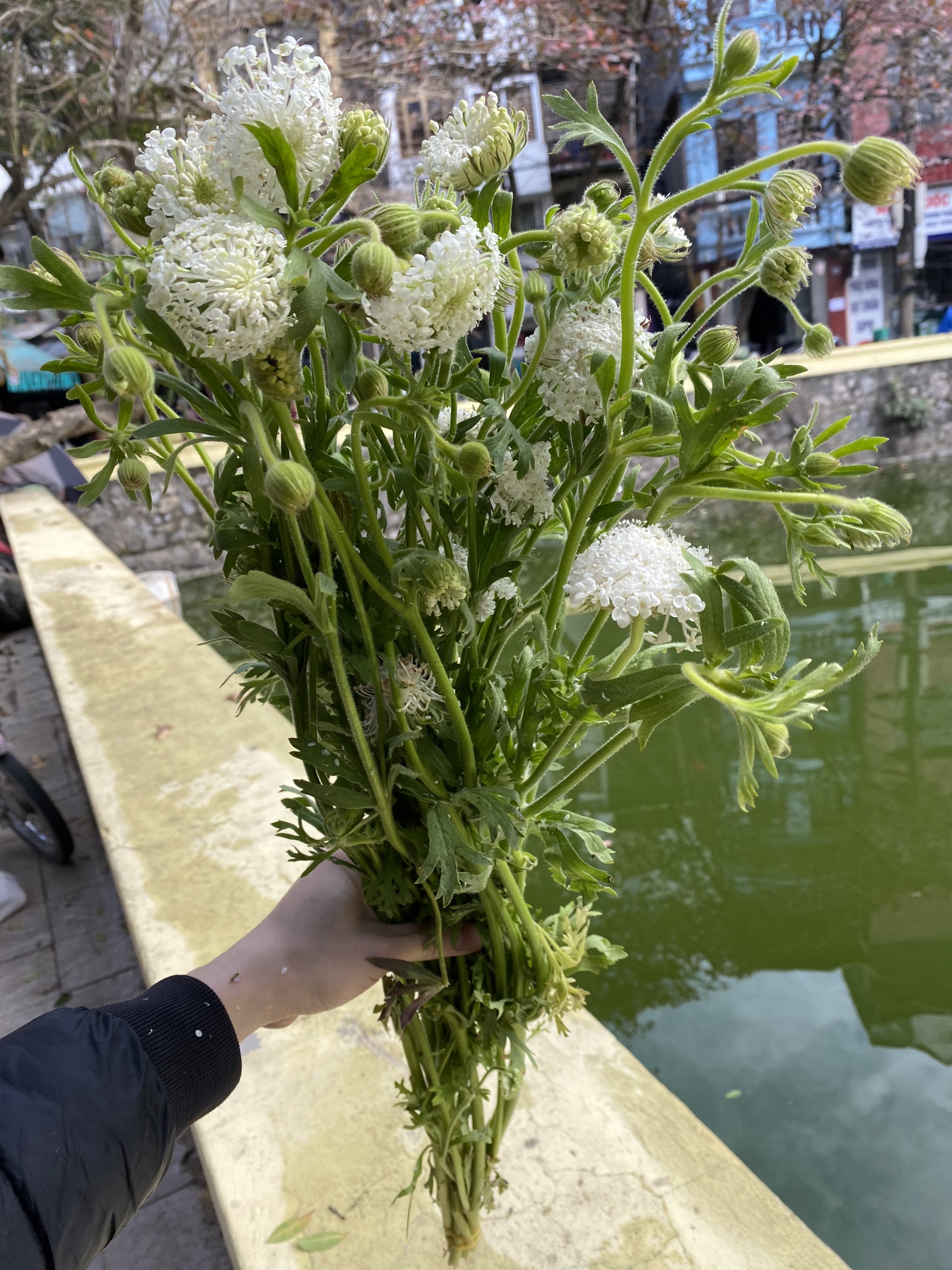 hoa thuý châu hoa thuý châu