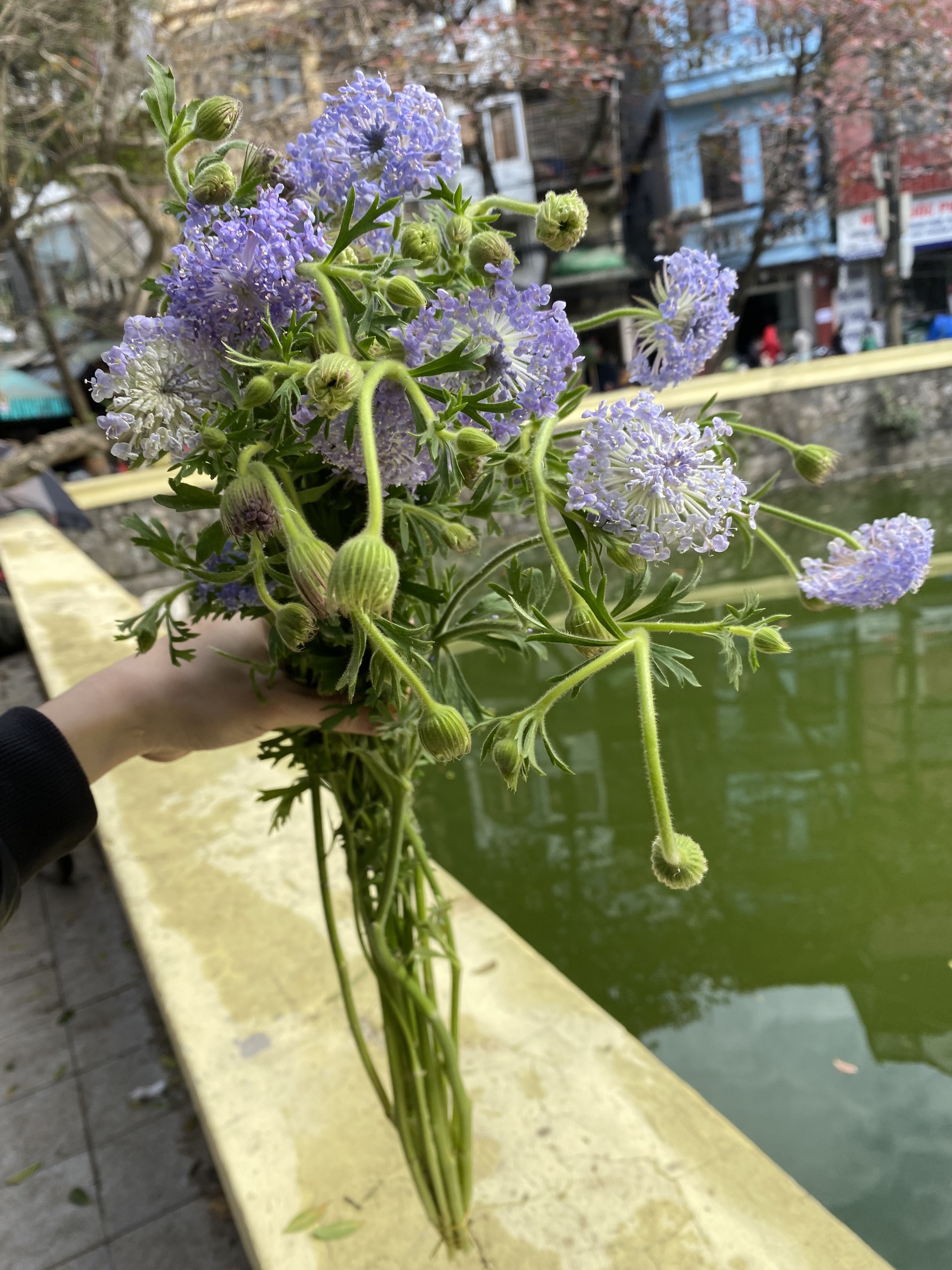 hoa thuý châu hoa thuý châu