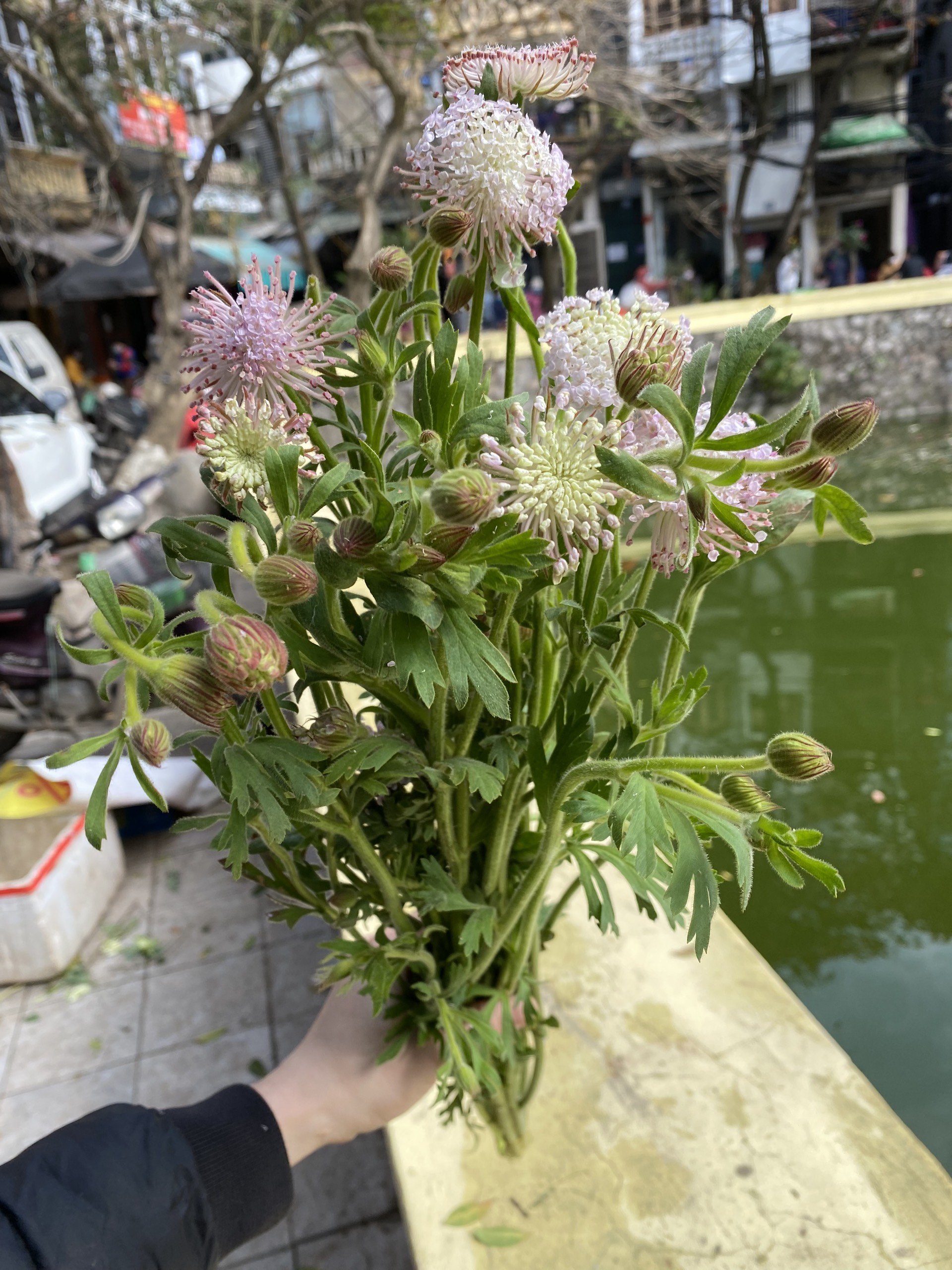 hoa thuý châu hoa thuý châu