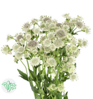 đơn điểu trắng