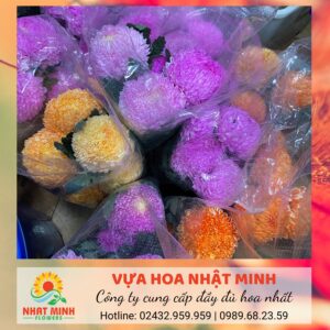 hoa cúc mẫu đơn giá sỉ