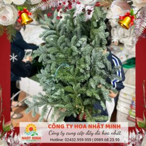 thông cành nobilis