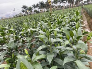 vườn hoa ly giá sỉ