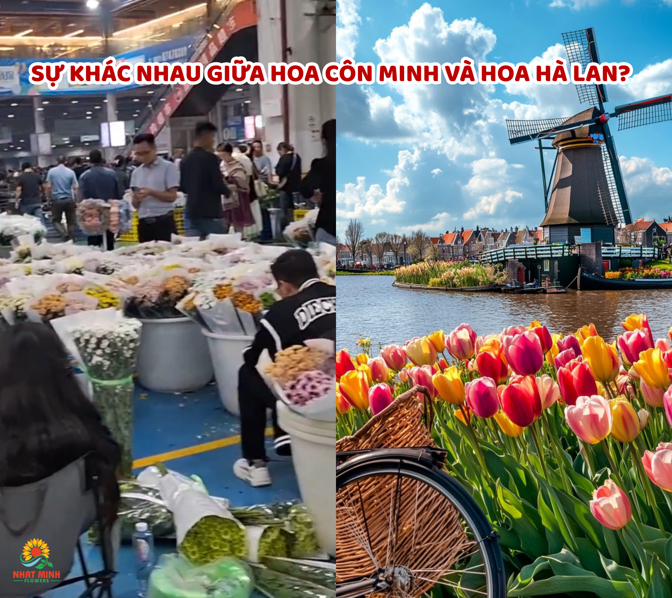 SỰ KHÁC NHAU GIỮA HOA CÔN MINH VÀ HOA HÀ LAN